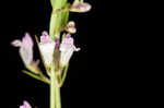 South Americn skullcap